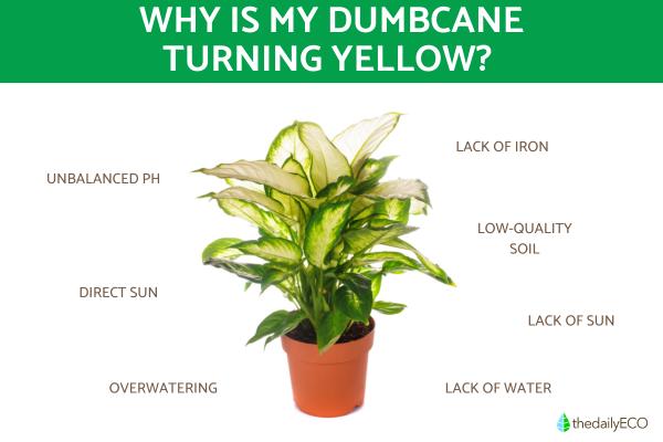 Why is My Dumbcane Turning Yellow?