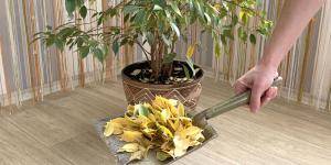 Why Is My Ficus Dropping Leaves?