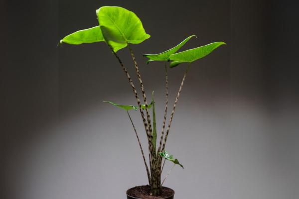 Types of Alocasia Plants - Zebra plant (Alocasia zebrina)
